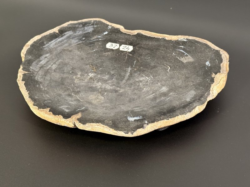 Plochá miska ze zkamenělého dřeva 32 cm – řez kmenem (Jáva)